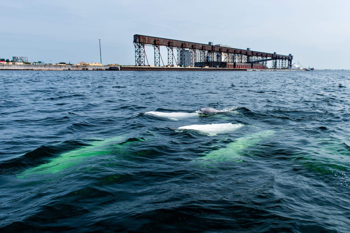 Beluga whales swim in the Churchill River estuary in the foreground of the Churchill Port