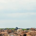 A polar bear walks on rocks with sky above