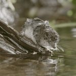 A water shrew near a river sitting on a tree branch.