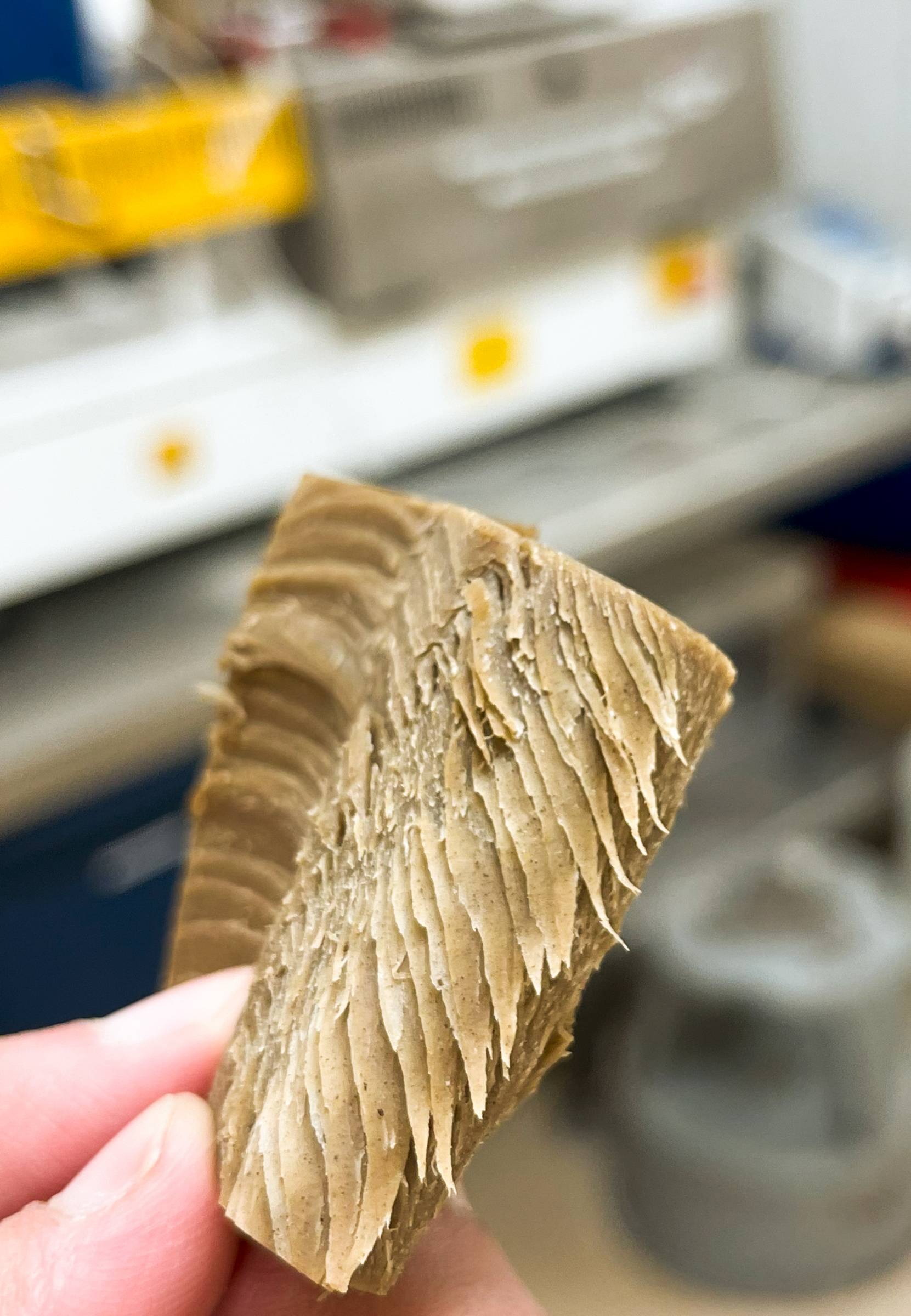 This plant-protein-based, meat alternative made with wild rice is still in its early stages, says Ravinder Singh, a researcher in Filiz Koksel’s lab in the Department of Food and Human Nutritional Sciences.