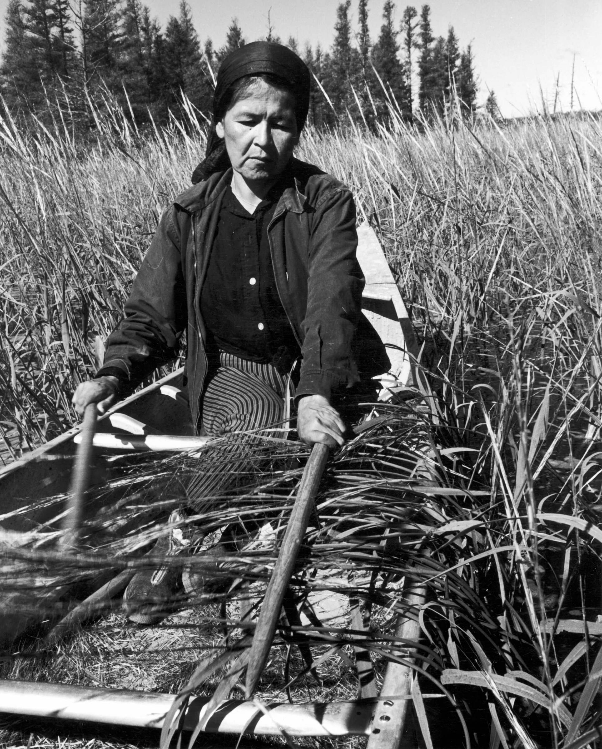 An Ojibwa woman, Francis Mike, harvesting wild rice in a boat on Totogatic Lake, circa pre-1960 // Photo courtesy of the Wisconsin Historical Society