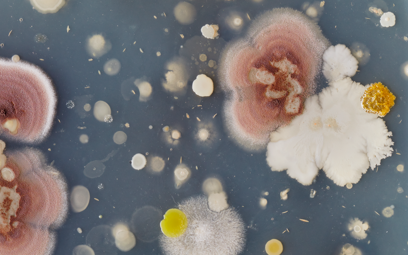 Colourful microbial cultures in a petri dish, forming abstract, textured landscapes.