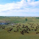 A herd of 40 buffalos in a huge green prairie field under a big blue sky