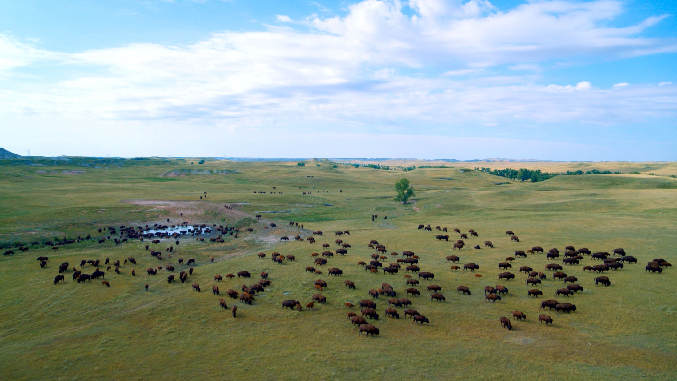 A herd of 40 buffalos in a huge green prairie field under a big blue sky