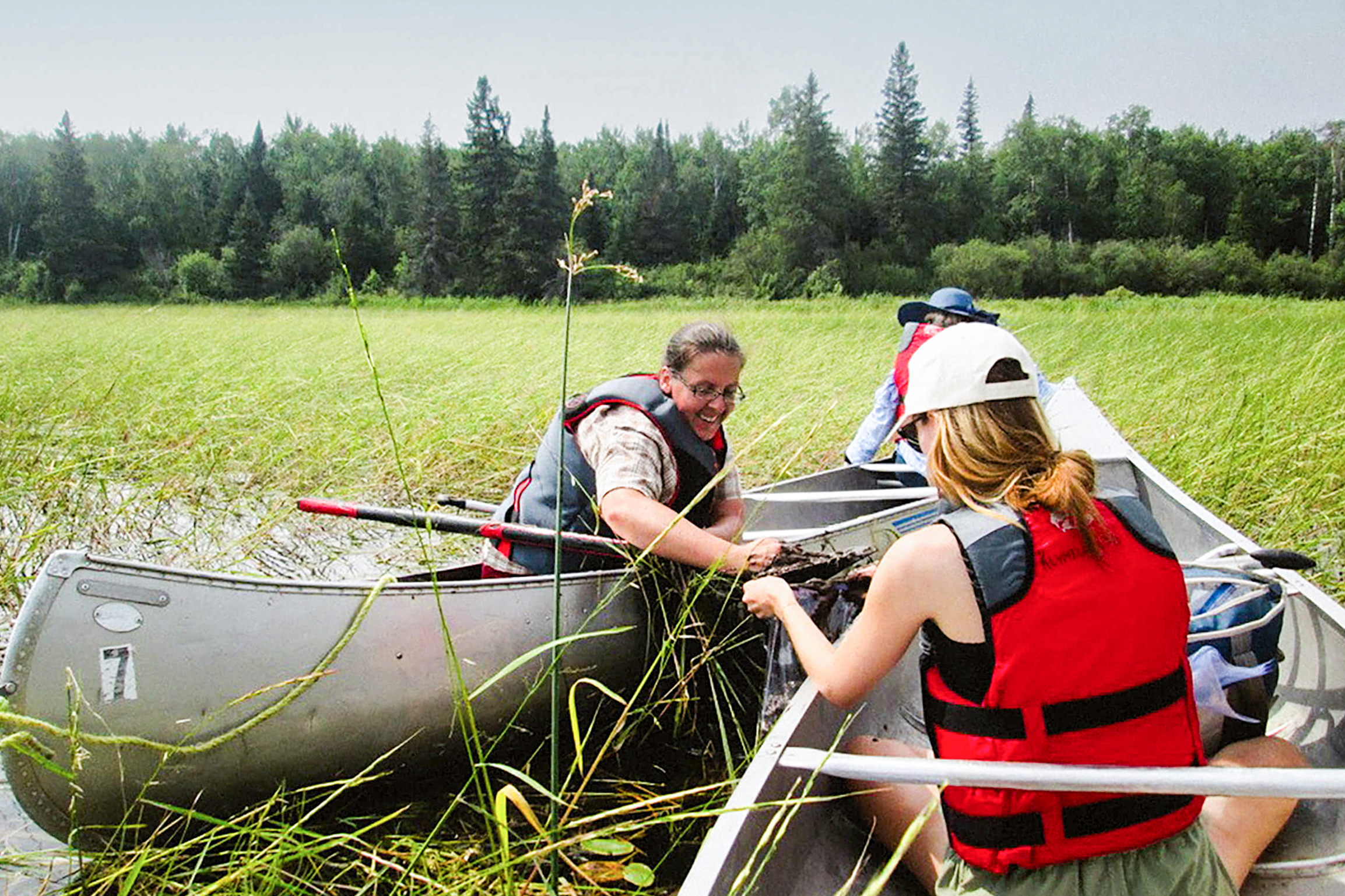 Although wild rice is still harvested by some Indigenous people in Canada and even sold commercially, it is a dying practise, says researcher Az Klymiuk, seen here collecting wild rice with students on South Cross Lake.