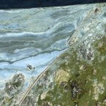 microscopic capture of an algae bloom