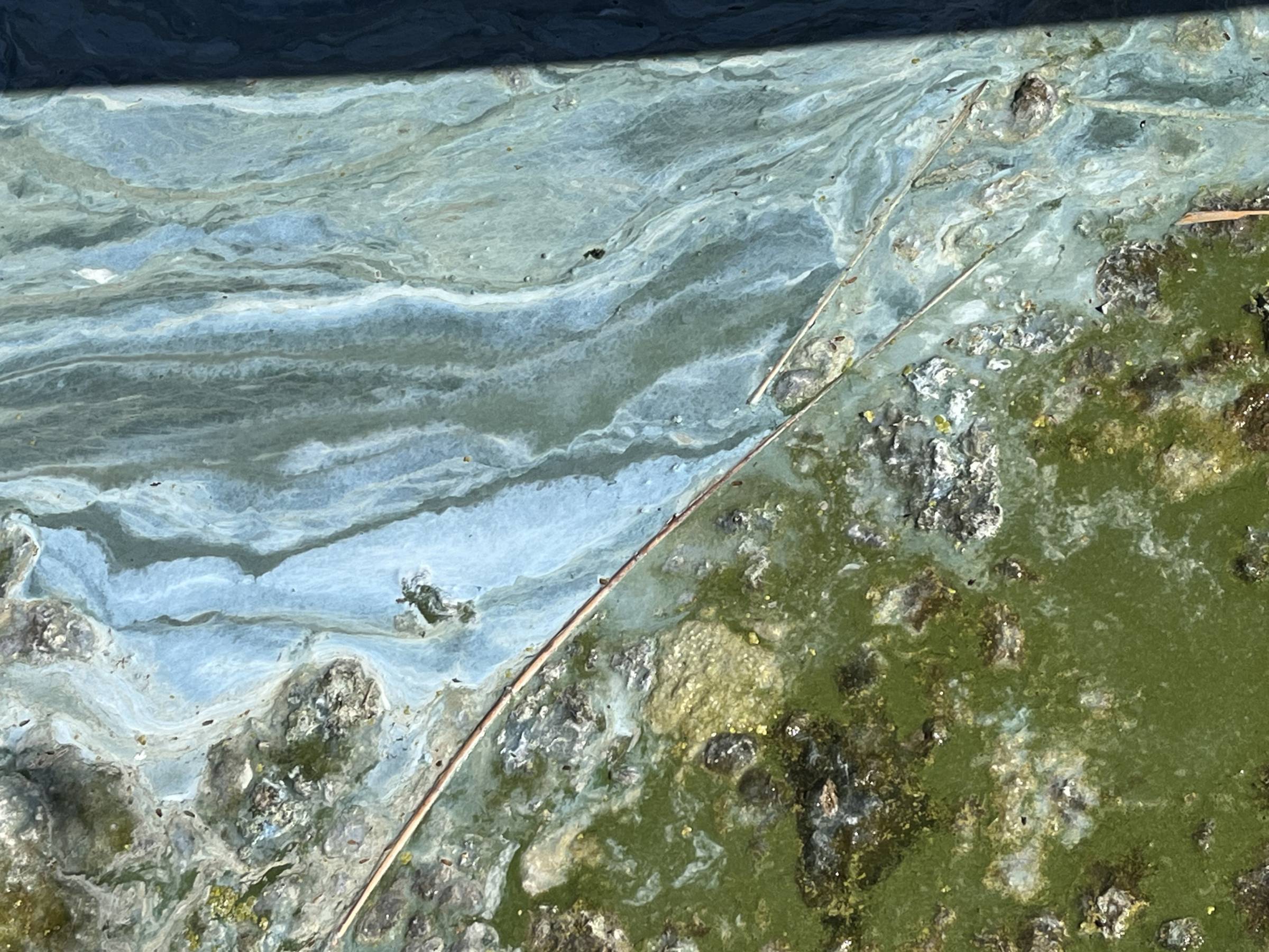 microscopic capture of an algae bloom