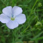 A flax flower.