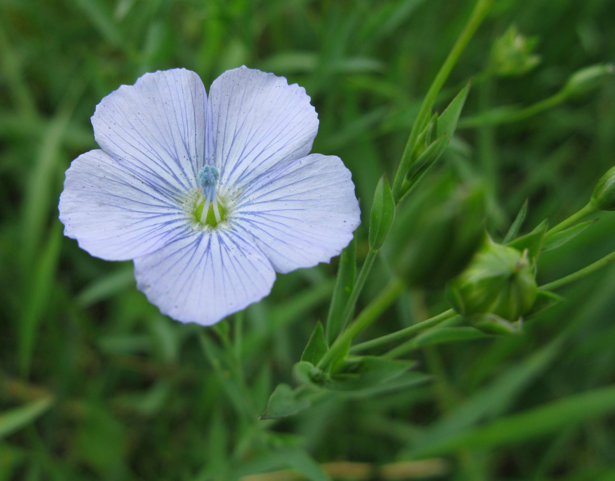 A flax flower.