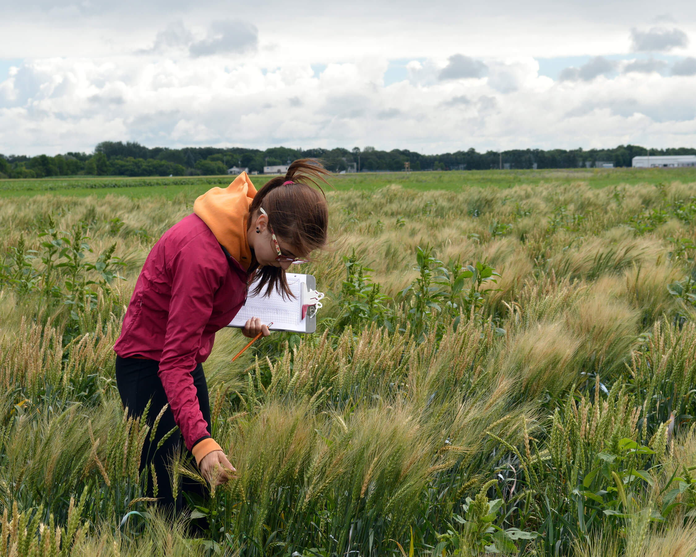 A tech investigates weeds in a field