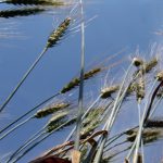 wheat heads wave in the wind