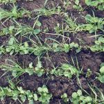 Crops planted in rows