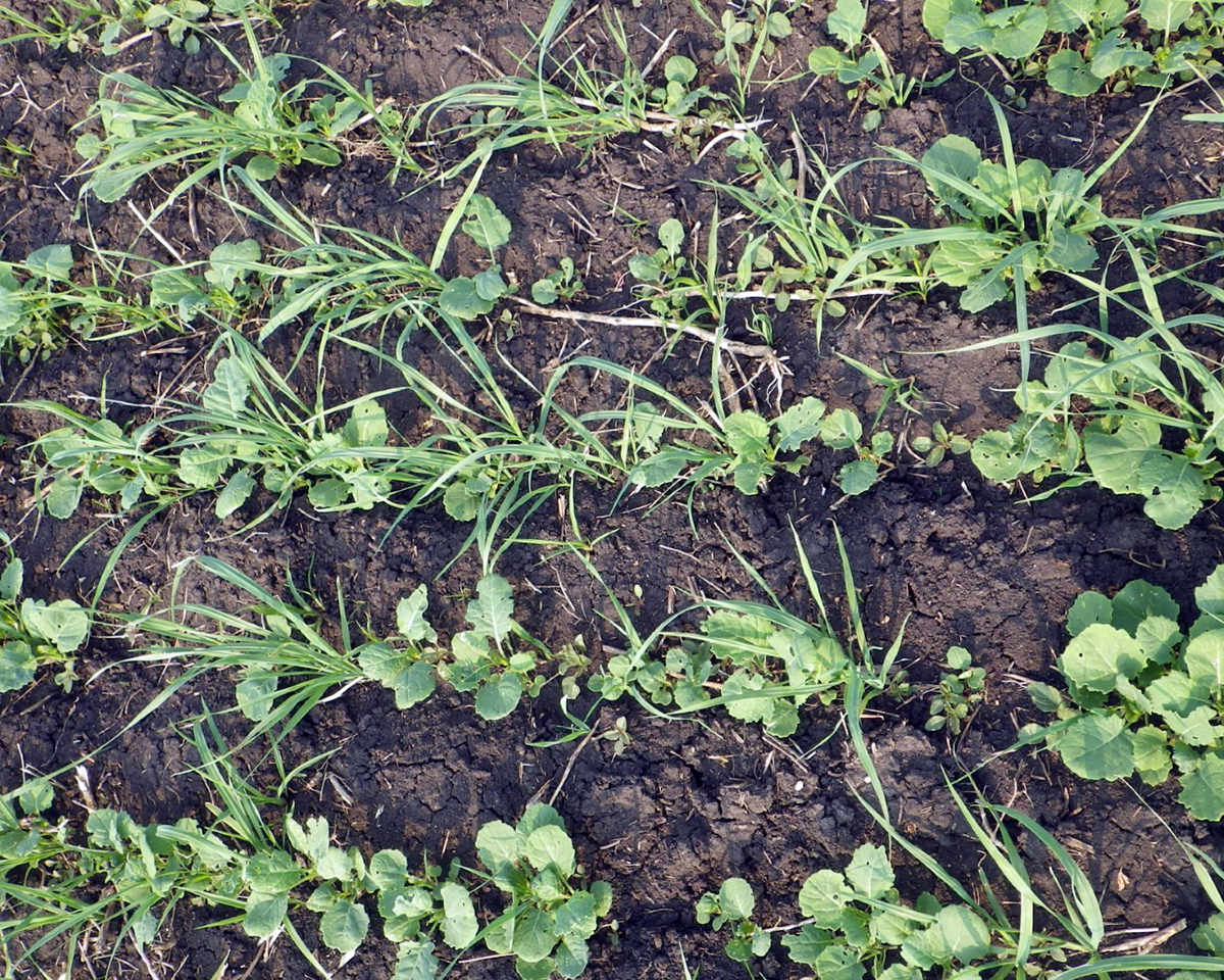 Crops planted in rows