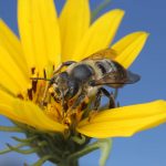 Insect-photo_Jason Gibbs.JPG