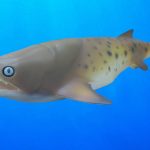 A modeled reconstruction of Elmosteus, a new fossil fish from Manitoba.