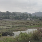 The countryside around Teknaf, Bangladesh. A cloudy sky above rice fields where a few cows graze. The landscape is green with mountains in the distance.