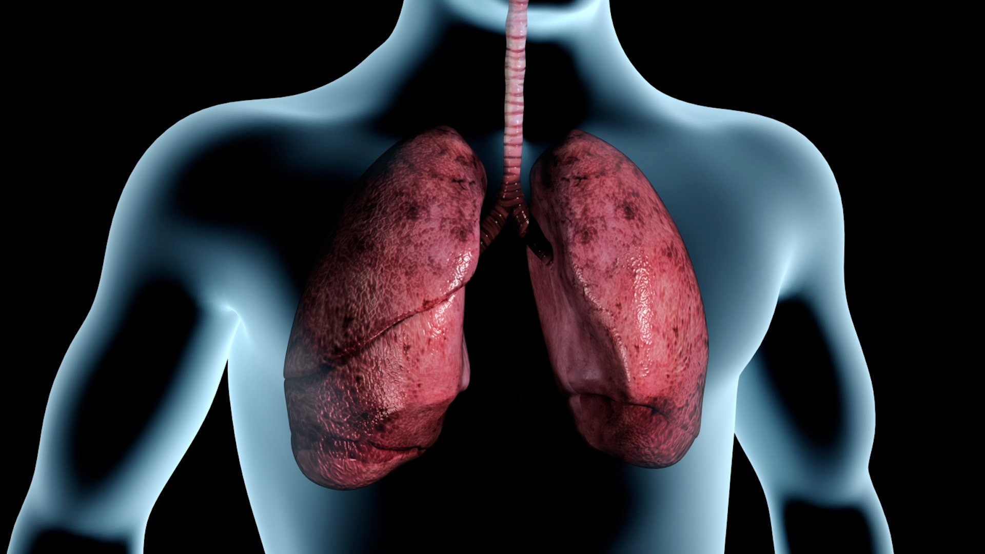 Graphic showing human lungs inside a person's body