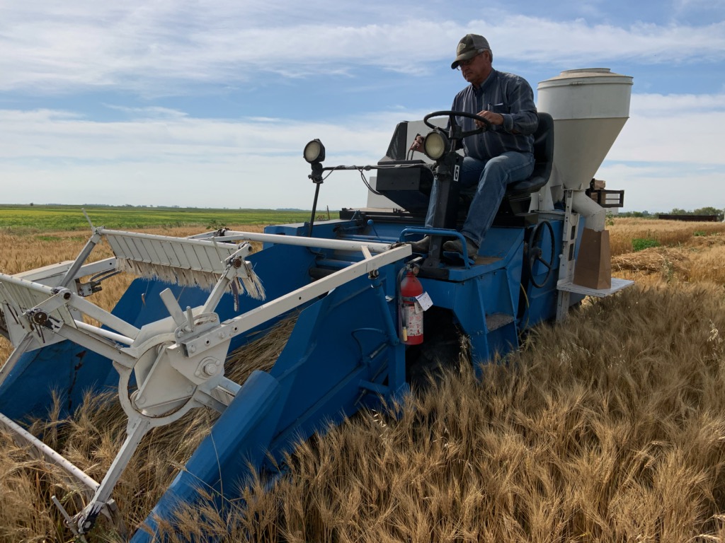 A farmer is operating a piece of farm equipment on a field of wheat.
