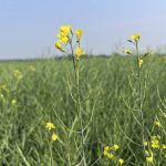 Canola plants in a field