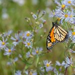 A beautiful monarch butterfly pollinating a purple aster plant. Photo by: James Wheeler