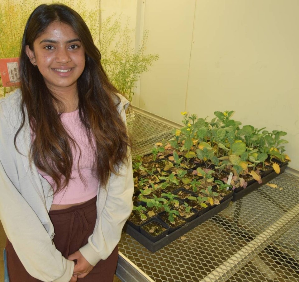 Photo of doctoral student, Shruti Kashyap in front of plant growth chamber, is studying early-season moisture as it relates to verticillium disease severity.