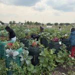 Community members gardening at Rainbow Gardens