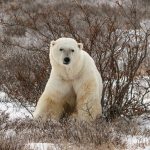 A polar bear sitting in a field of snow and brown shrubs.
