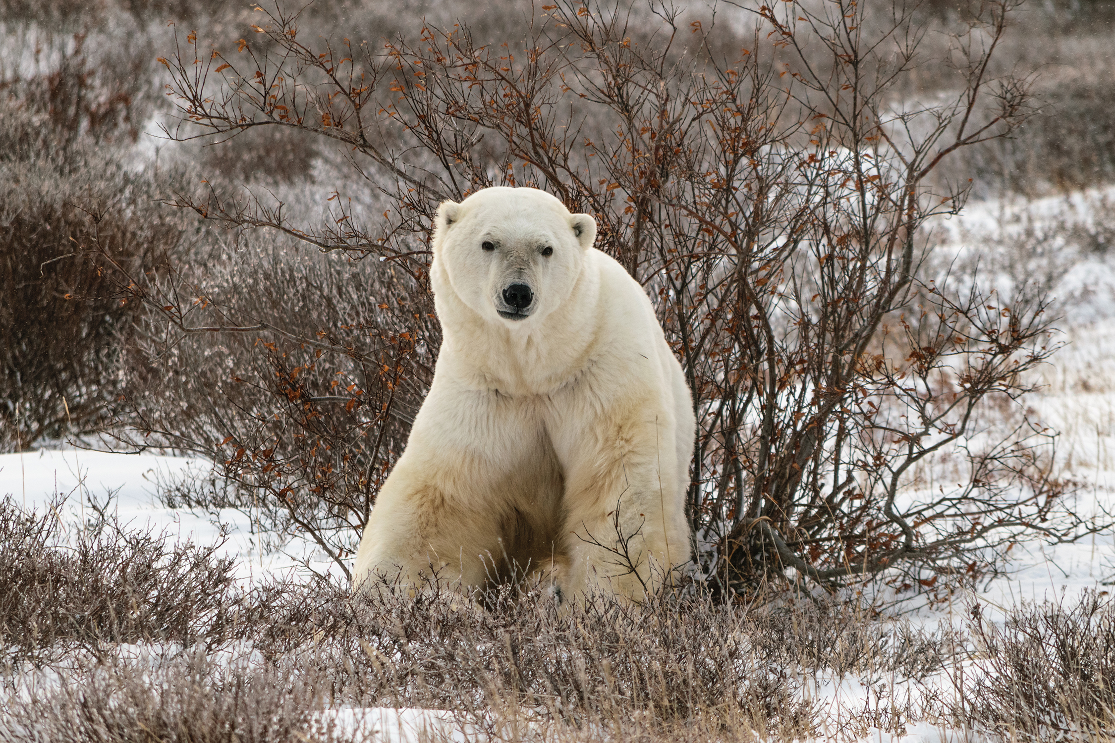 A polar bear sitting in a field of snow and brown shrubs.