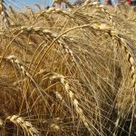 Golden mature wheat plants in a field.