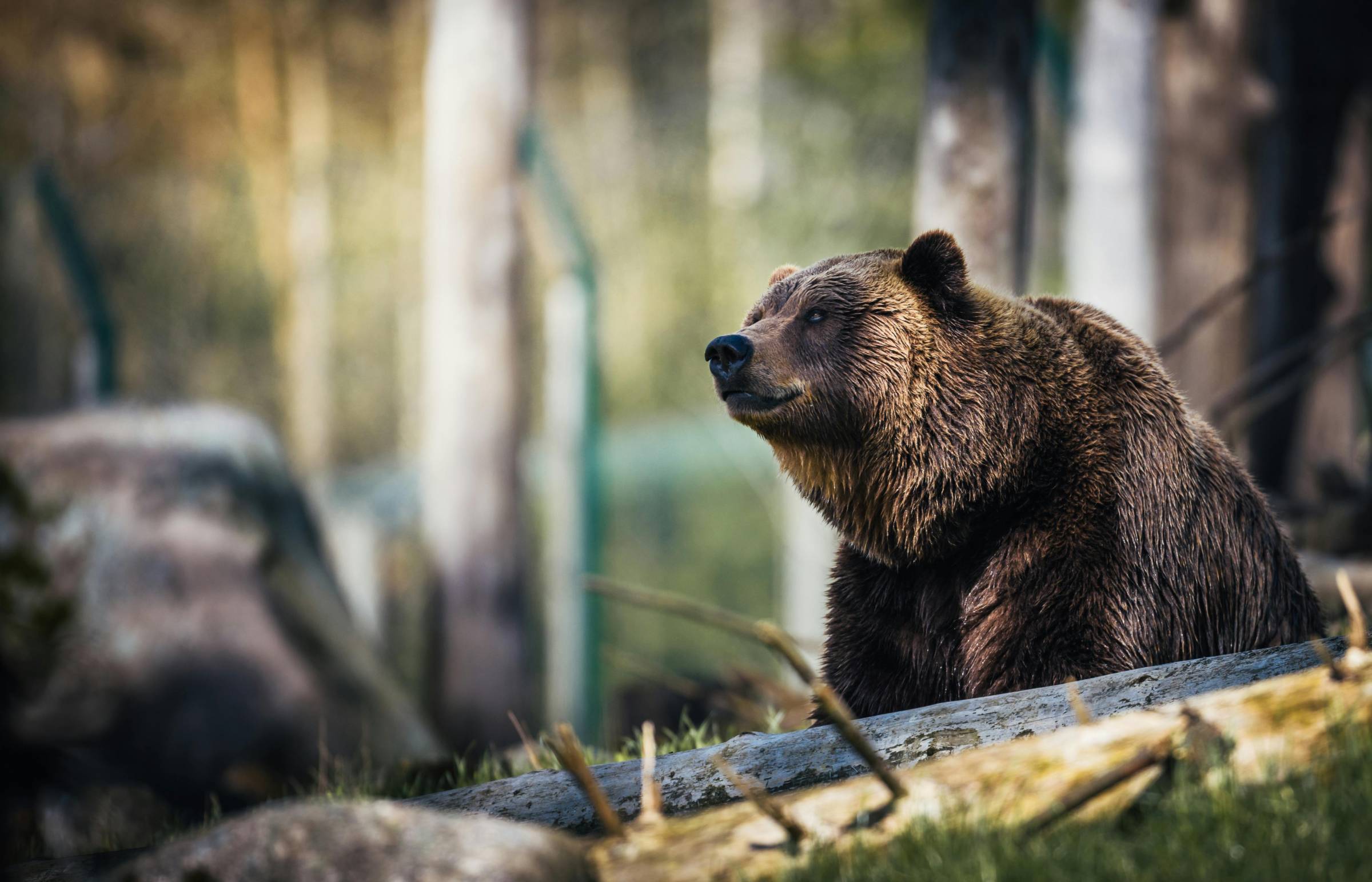 Grizzly Bear stock photo from Pexels