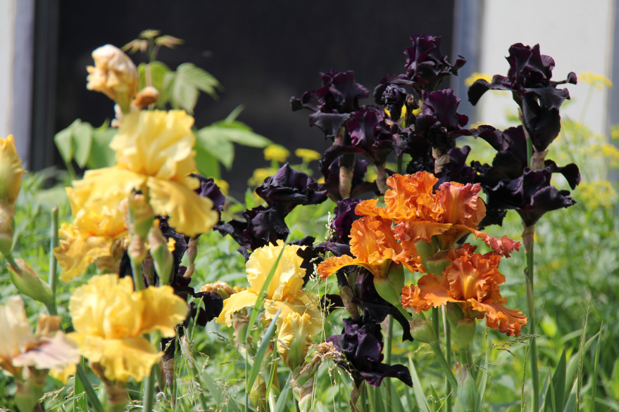 Image-4_Colours-and-Fragrances Image-4_Colours-and-Fragrances