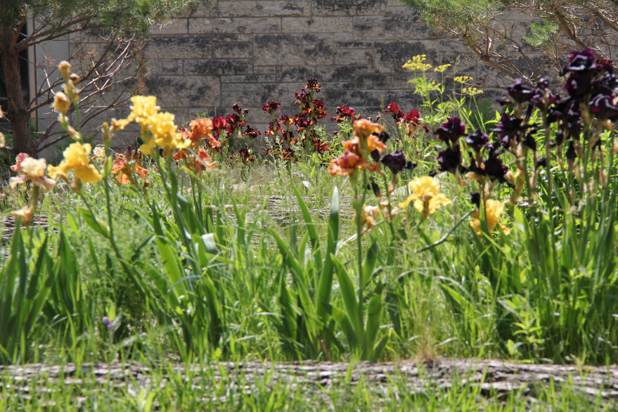 Image-5_Foreign-Flowers-and-Native-Stones Image-5_Foreign-Flowers-and-Native-Stones