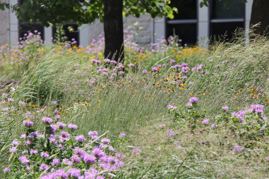 Image-8_Designed-Plant-Communities Image-8_Designed-Plant-Communities