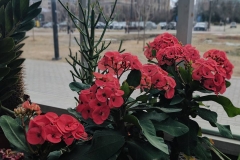 @sleepyoryx - Winner